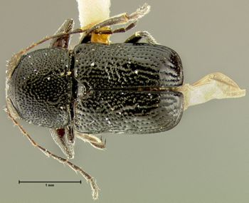 Media type: image;   Entomology 24939 Aspect: habitus dorsal view